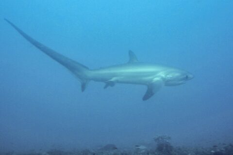 Un tiburón zorro pelágico nada de perfil en un agua azul lechosa sobre un fondo rocoso, con su larga cola levantada hacia la izquierda