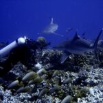 Un buceador pegado a un fondo de corales ve pasar dos tiburones muy cerca, sobre un banco de peces grises de cola amarilla, en un agua azul intenso