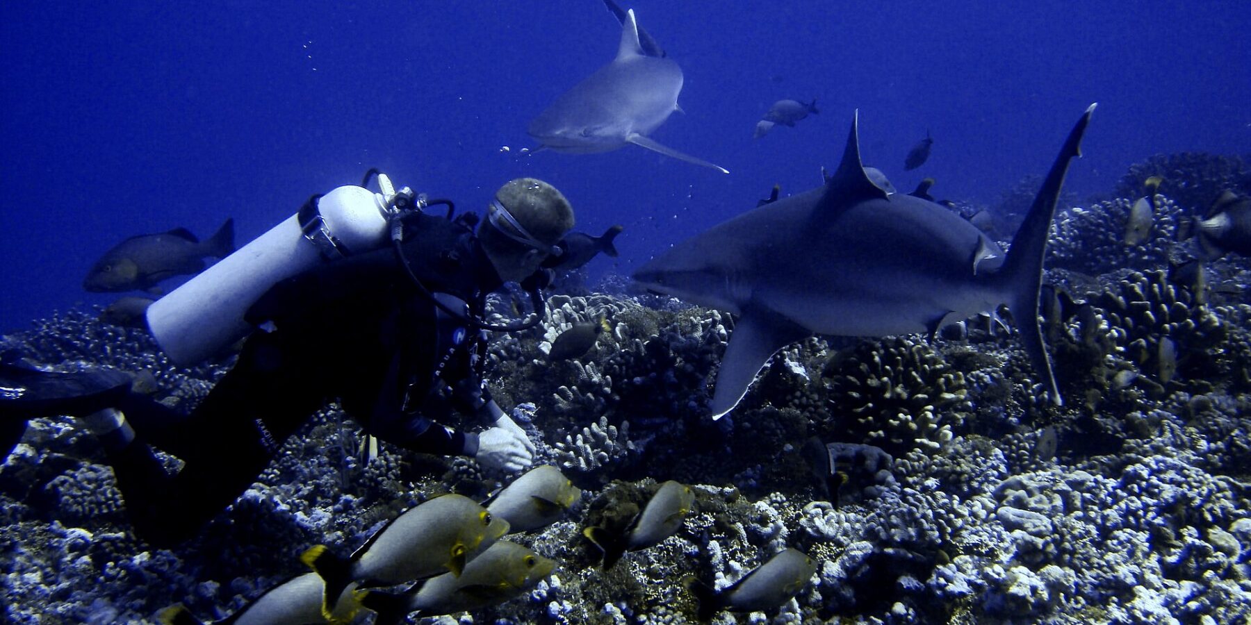 Un buceador pegado a un fondo de corales ve pasar dos tiburones muy cerca, sobre un banco de peces grises de cola amarilla, en un agua azul intenso