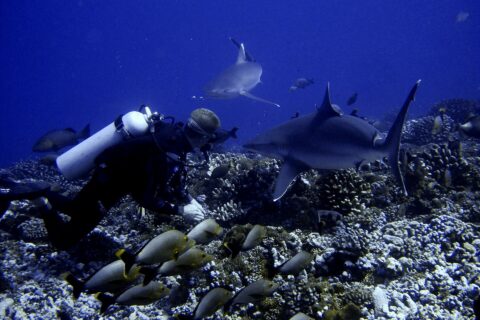 Un buceador pegado a un fondo de corales ve pasar dos tiburones muy cerca, sobre un banco de peces grises de cola amarilla, en un agua azul intenso