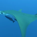 Una mobula vista de lado nada hacia la izquierda, con el dorso verde oliva y el vientre blanco, dos rémoras pegadas bajo el cuerpo y el ala en forma de hoz inclinada hacia abajo, en un azul límpido