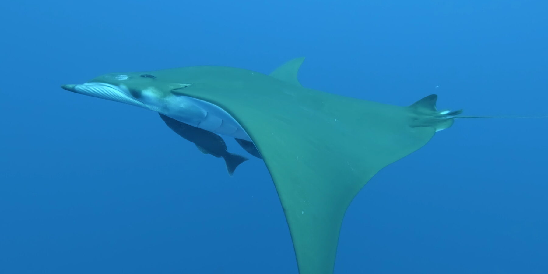 Una mobula vista de lado nada hacia la izquierda, con el dorso verde oliva y el vientre blanco, dos rémoras pegadas bajo el cuerpo y el ala en forma de hoz inclinada hacia abajo, en un azul límpido