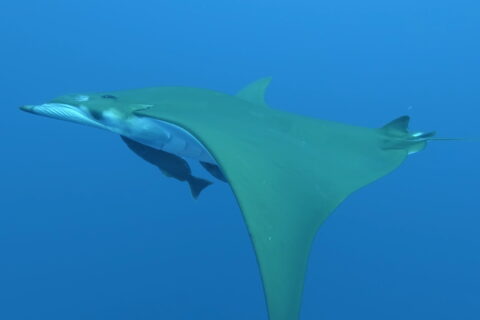 Una mobula vista de lado nada hacia la izquierda, con el dorso verde oliva y el vientre blanco, dos rémoras pegadas bajo el cuerpo y el ala en forma de hoz inclinada hacia abajo, en un azul límpido