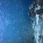 Miles de sardinas plateadas en un banco cerrado en el agua azul, contra la pared donde destaca un coral cerebro rojo.