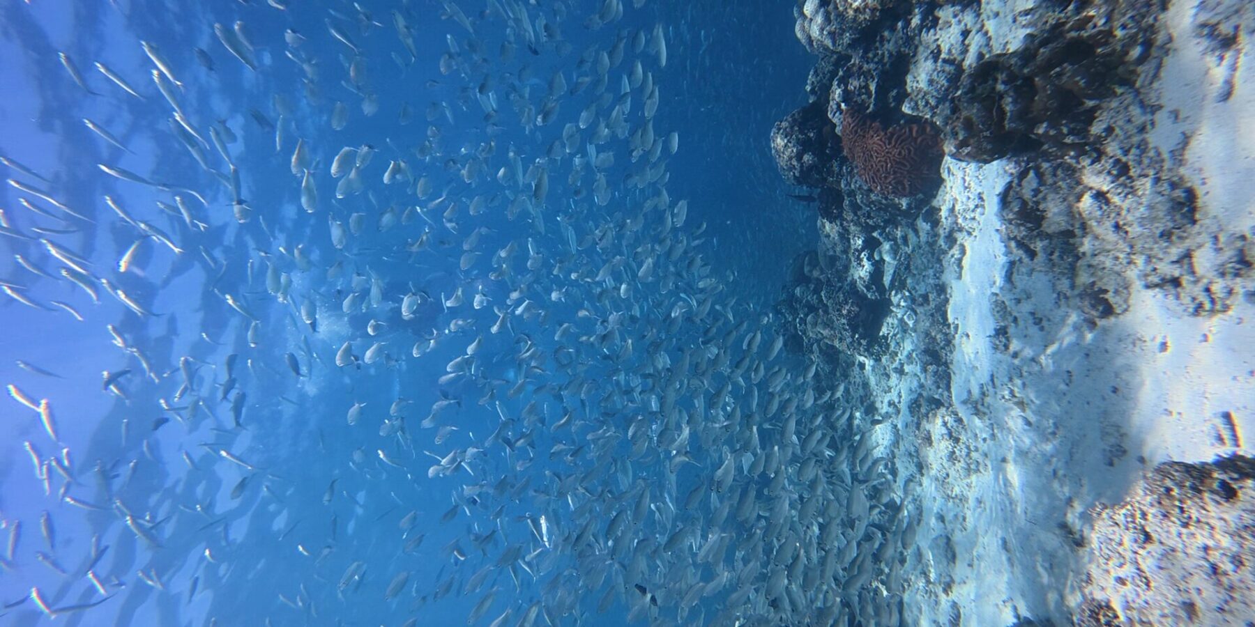 Miles de sardinas plateadas en un banco cerrado en el agua azul, contra la pared donde destaca un coral cerebro rojo.