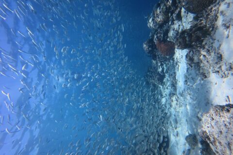 Miles de sardinas plateadas en un banco cerrado en el agua azul, contra la pared donde destaca un coral cerebro rojo.