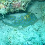 Una raya de puntos azules posada en la arena bajo un extraplomo de coral, en un agua turquesa