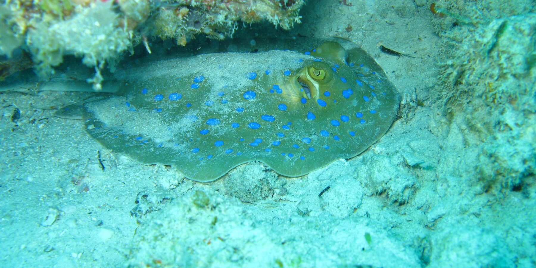 Una raya de puntos azules posada en la arena bajo un extraplomo de coral, en un agua turquesa