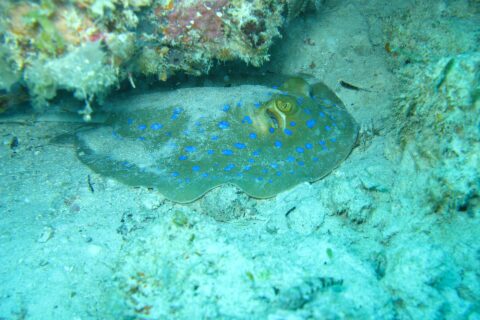 Una raya de puntos azules posada en la arena bajo un extraplomo de coral, en un agua turquesa