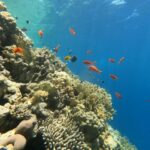 Una pared de coral de fuego y corales duros con anthias y damiselas, con la luz del sol atravesando la superficie