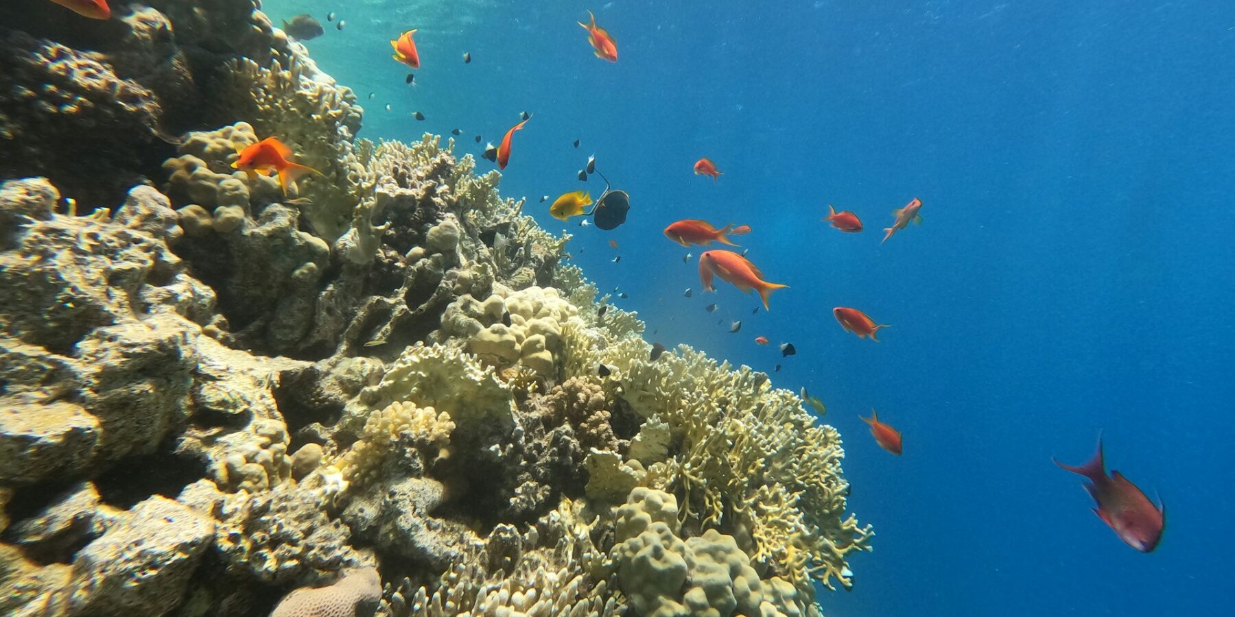 Una pared de coral de fuego y corales duros con anthias y damiselas, con la luz del sol atravesando la superficie