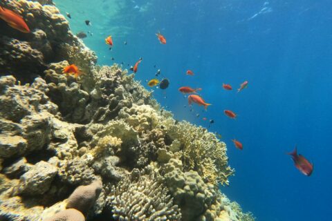 Una pared de coral de fuego y corales duros con anthias y damiselas, con la luz del sol atravesando la superficie