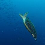 Una tortuga marina que sube en diagonal por el azul, con las aletas delanteras levantadas y el caparazón oscuro cubierto de algas, delante de un banco de fusileros a la izquierda.