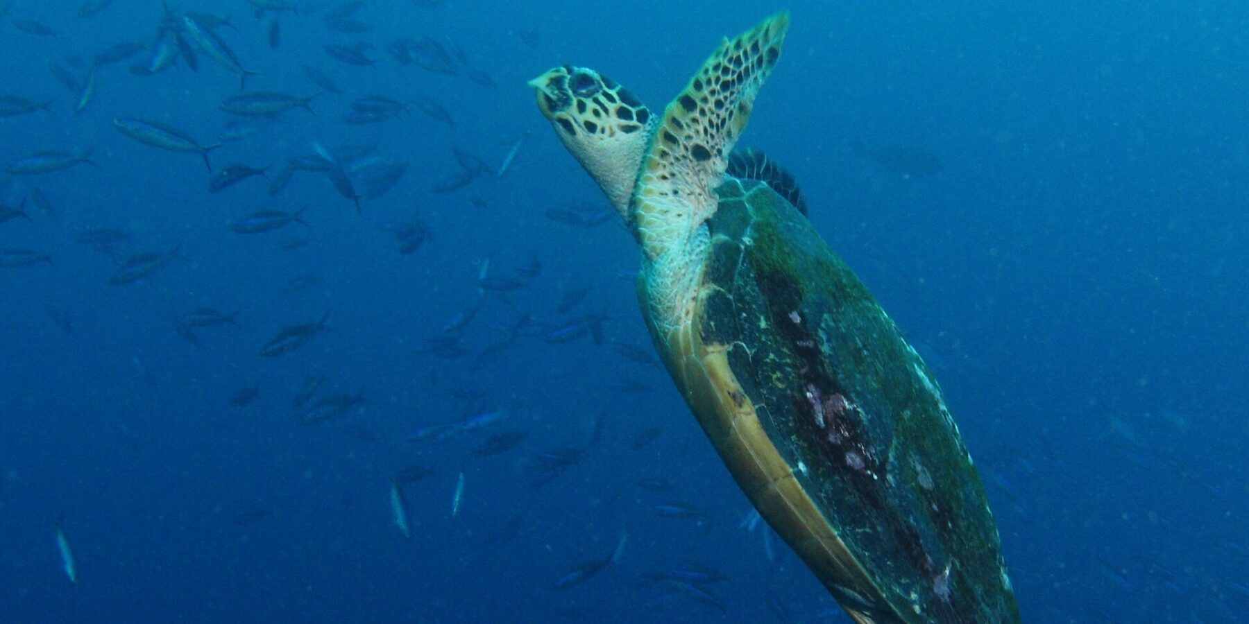 Una tortuga marina que sube en diagonal por el azul, con las aletas delanteras levantadas y el caparazón oscuro cubierto de algas, delante de un banco de fusileros a la izquierda.