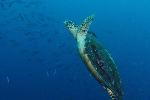 Una tortuga marina que sube en diagonal por el azul, con las aletas delanteras levantadas y el caparazón oscuro cubierto de algas, delante de un banco de fusileros a la izquierda.