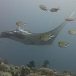 Una manta gris que se desliza hacia la izquierda sobre un arrecife de corales de cuero, rodeada de damiselas en primer plano, en un agua azul grisácea.