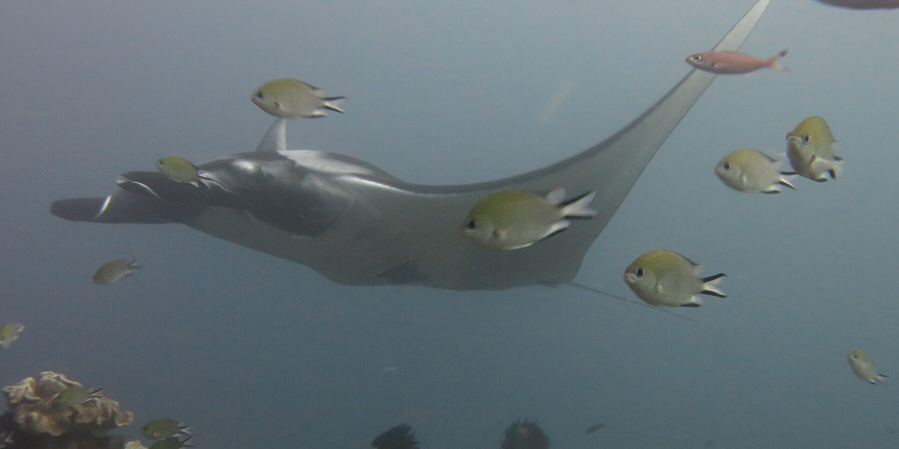 Una manta gris que se desliza hacia la izquierda sobre un arrecife de corales de cuero, rodeada de damiselas en primer plano, en un agua azul grisácea.