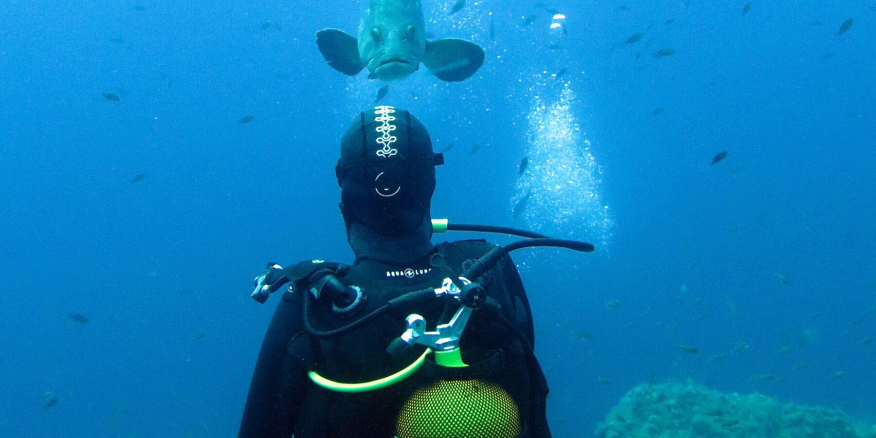 Un buceador con traje negro y botella amarilla a la espalda, visto de espaldas frente a un mero común que viene hacia él en aguas abiertas azules, sobre rocas cubiertas de algas y entre decenas de peces pequeños.