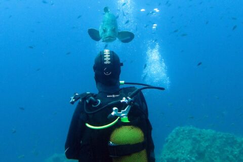 Un buceador con traje negro y botella amarilla a la espalda, visto de espaldas frente a un mero común que viene hacia él en aguas abiertas azules, sobre rocas cubiertas de algas y entre decenas de peces pequeños.