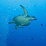 Una tortuga verde que nada hacia la derecha en pleno azul, con dos rémoras amarillentas bajo el plastrón, junto a una columna de burbujas de buceadores y peces pequeños.