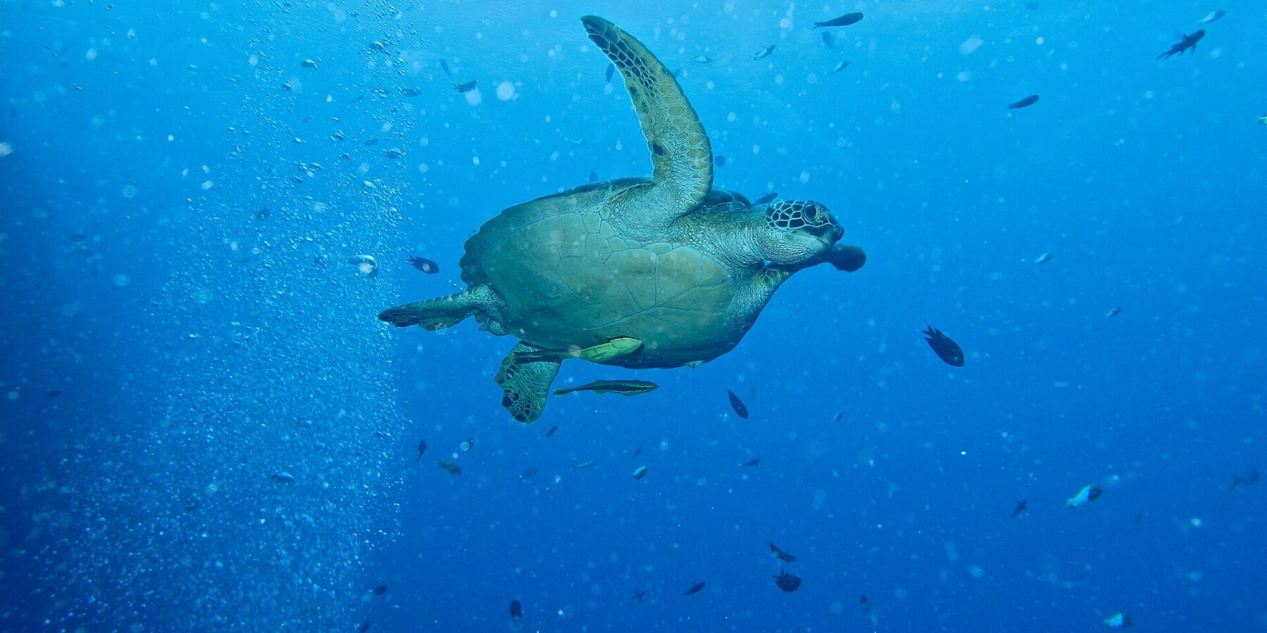 Una tortuga verde que nada hacia la derecha en pleno azul, con dos rémoras amarillentas bajo el plastrón, junto a una columna de burbujas de buceadores y peces pequeños.