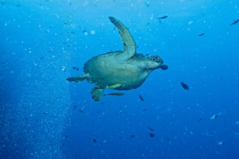 Una tortuga verde que nada hacia la derecha en pleno azul, con dos rémoras amarillentas bajo el plastrón, junto a una columna de burbujas de buceadores y peces pequeños.