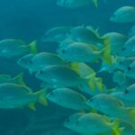 Un banco compacto de pargos amarillos de aletas amarillo vivo, vistos de perfil en un agua verde azulada, sobre el arrecife de Cabo Pulmo