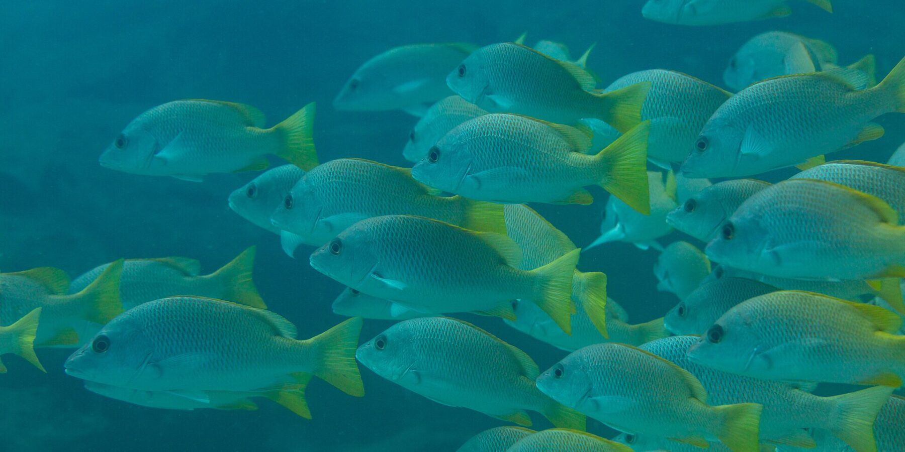 Un banco compacto de pargos amarillos de aletas amarillo vivo, vistos de perfil en un agua verde azulada, sobre el arrecife de Cabo Pulmo