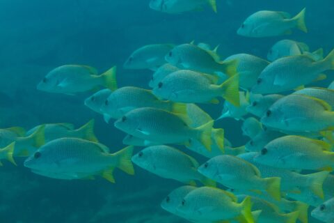 Un banco compacto de pargos amarillos de aletas amarillo vivo, vistos de perfil en un agua verde azulada, sobre el arrecife de Cabo Pulmo