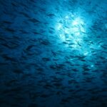 Un banco inmenso de peces en silueta, visto desde abajo a contraluz del sol que centellea bajo la superficie, en un agua de un azul profundo.