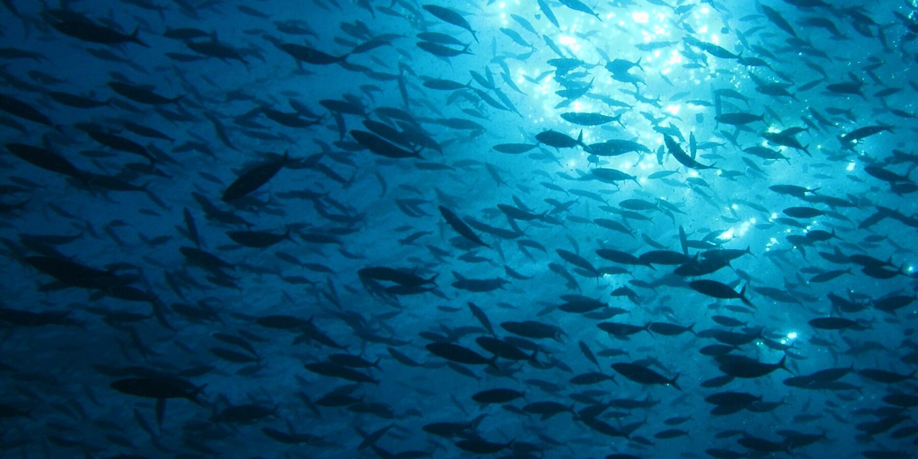 Un banco inmenso de peces en silueta, visto desde abajo a contraluz del sol que centellea bajo la superficie, en un agua de un azul profundo.