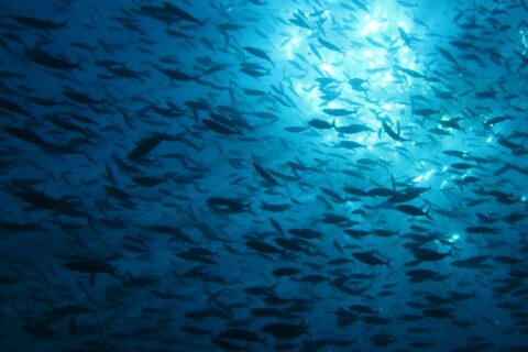Un banco inmenso de peces en silueta, visto desde abajo a contraluz del sol que centellea bajo la superficie, en un agua de un azul profundo.