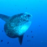 Un pez luna gris con manchas claras, visto de tres cuartos en pleno azul, con las largas aletas dorsal y anal estiradas, rodeado de pequeños peces de arrecife.