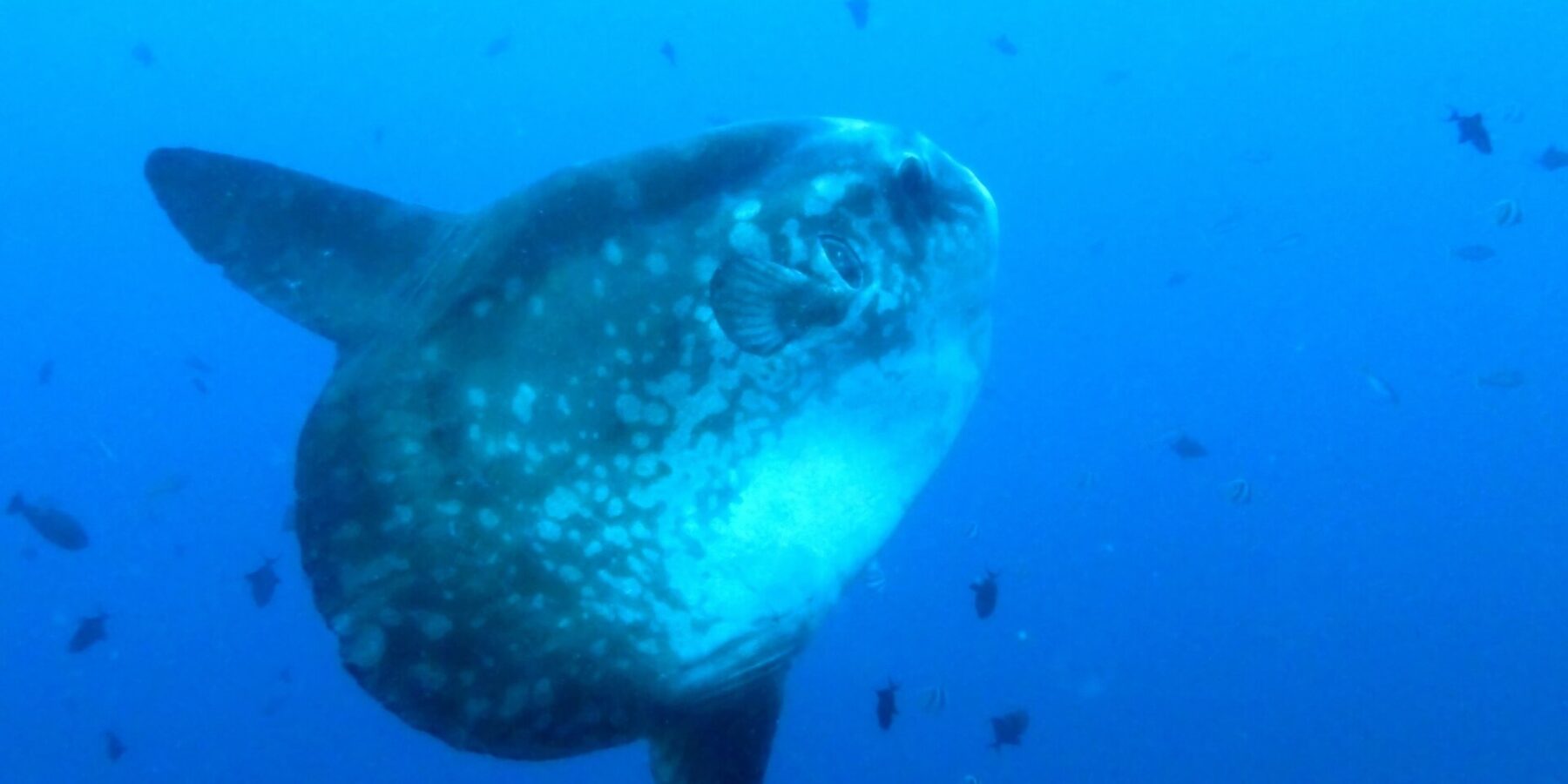 Un pez luna gris con manchas claras, visto de tres cuartos en pleno azul, con las largas aletas dorsal y anal estiradas, rodeado de pequeños peces de arrecife.