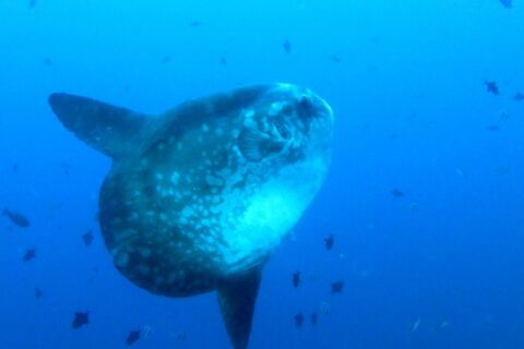 Un pez luna gris con manchas claras, visto de tres cuartos en pleno azul, con las largas aletas dorsal y anal estiradas, rodeado de pequeños peces de arrecife.