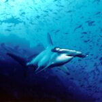 Un tiburón martillo común nada hacia el objetivo en el agua azul, con otros dos martillos detrás y una nube de peces pequeños sobre el fondo rocoso.
