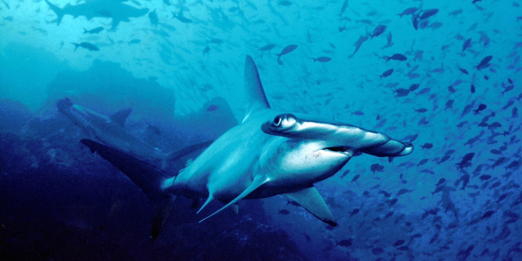 Un tiburón martillo común nada hacia el objetivo en el agua azul, con otros dos martillos detrás y una nube de peces pequeños sobre el fondo rocoso.