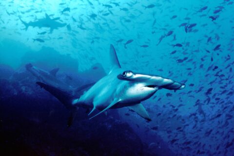 Un tiburón martillo común nada hacia el objetivo en el agua azul, con otros dos martillos detrás y una nube de peces pequeños sobre el fondo rocoso.