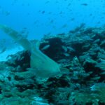 Un tiburón cebra beige salpicado de puntos negros nada hacia el objetivo a ras de un arrecife de coral, con su larga cola levantada, en una nube de pececillos plateados, con arena blanca a la izquierda y el agua azul encima