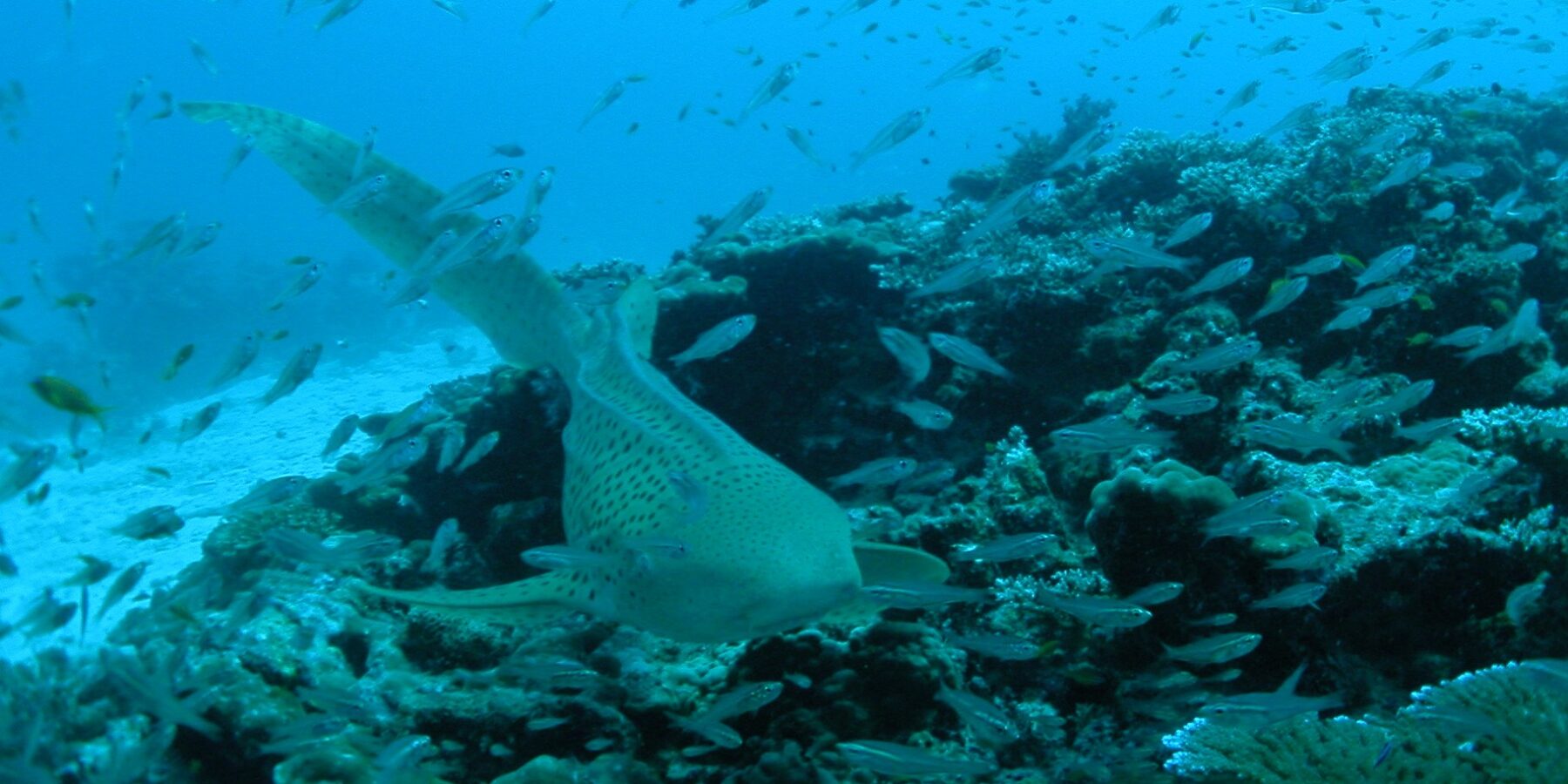 Un tiburón cebra beige salpicado de puntos negros nada hacia el objetivo a ras de un arrecife de coral, con su larga cola levantada, en una nube de pececillos plateados, con arena blanca a la izquierda y el agua azul encima