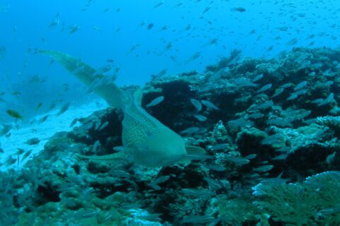 Un tiburón cebra beige salpicado de puntos negros nada hacia el objetivo a ras de un arrecife de coral, con su larga cola levantada, en una nube de pececillos plateados, con arena blanca a la izquierda y el agua azul encima