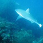 Un tiburón gris de arrecife nada sobre una pared cubierta de matas de coral negro, con un segundo tiburón al fondo, en un agua azul verdosa
