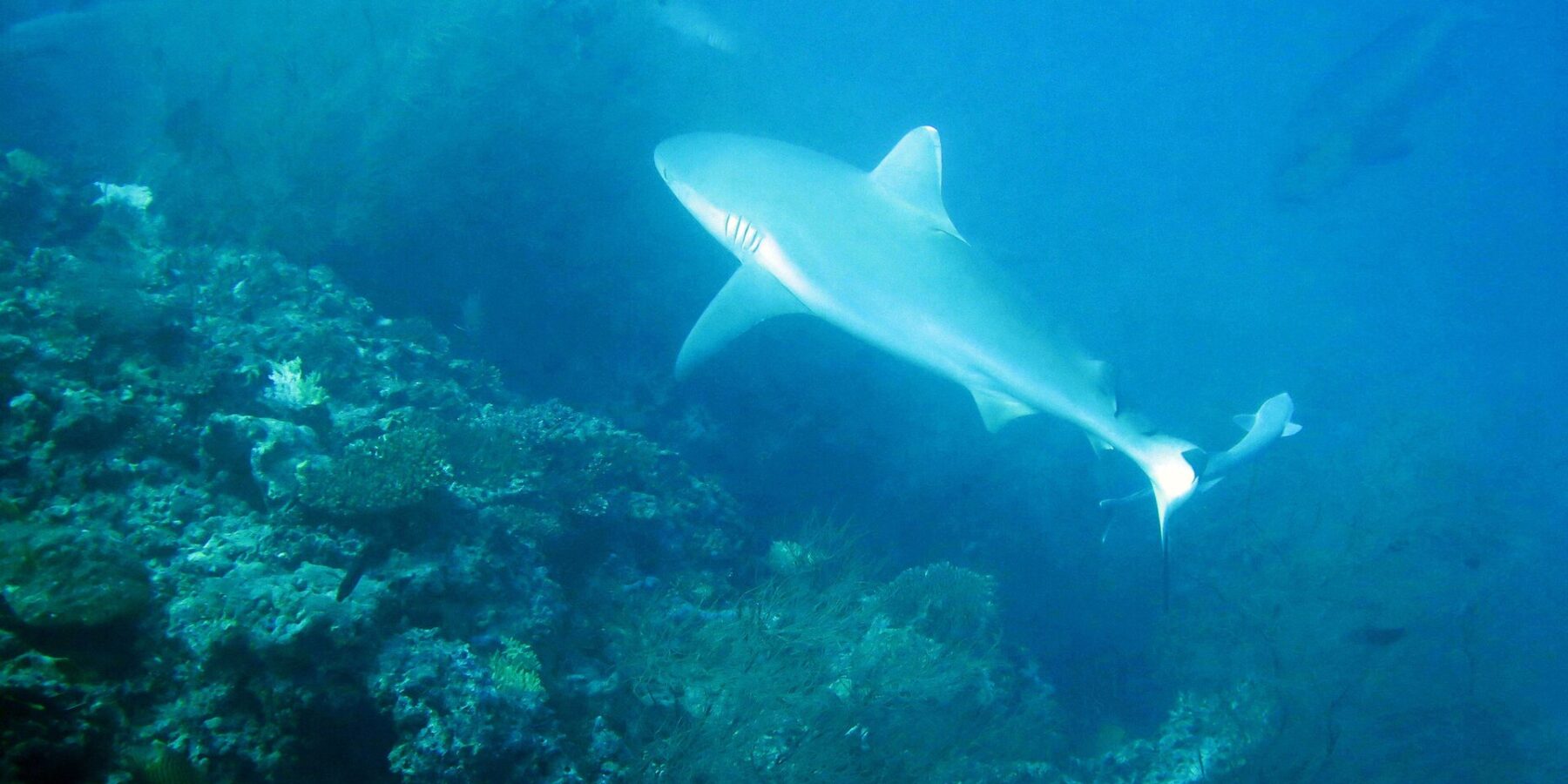 Un tiburón gris de arrecife nada sobre una pared cubierta de matas de coral negro, con un segundo tiburón al fondo, en un agua azul verdosa
