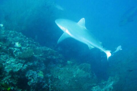 Un tiburón gris de arrecife nada sobre una pared cubierta de matas de coral negro, con un segundo tiburón al fondo, en un agua azul verdosa