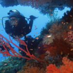 Un buceador con traje negro de frente a la cámara, enmarcado por gorgonias rojas y corales blandos naranjas entre los que nadan pequeños anthias, sobre fondo de agua azul.