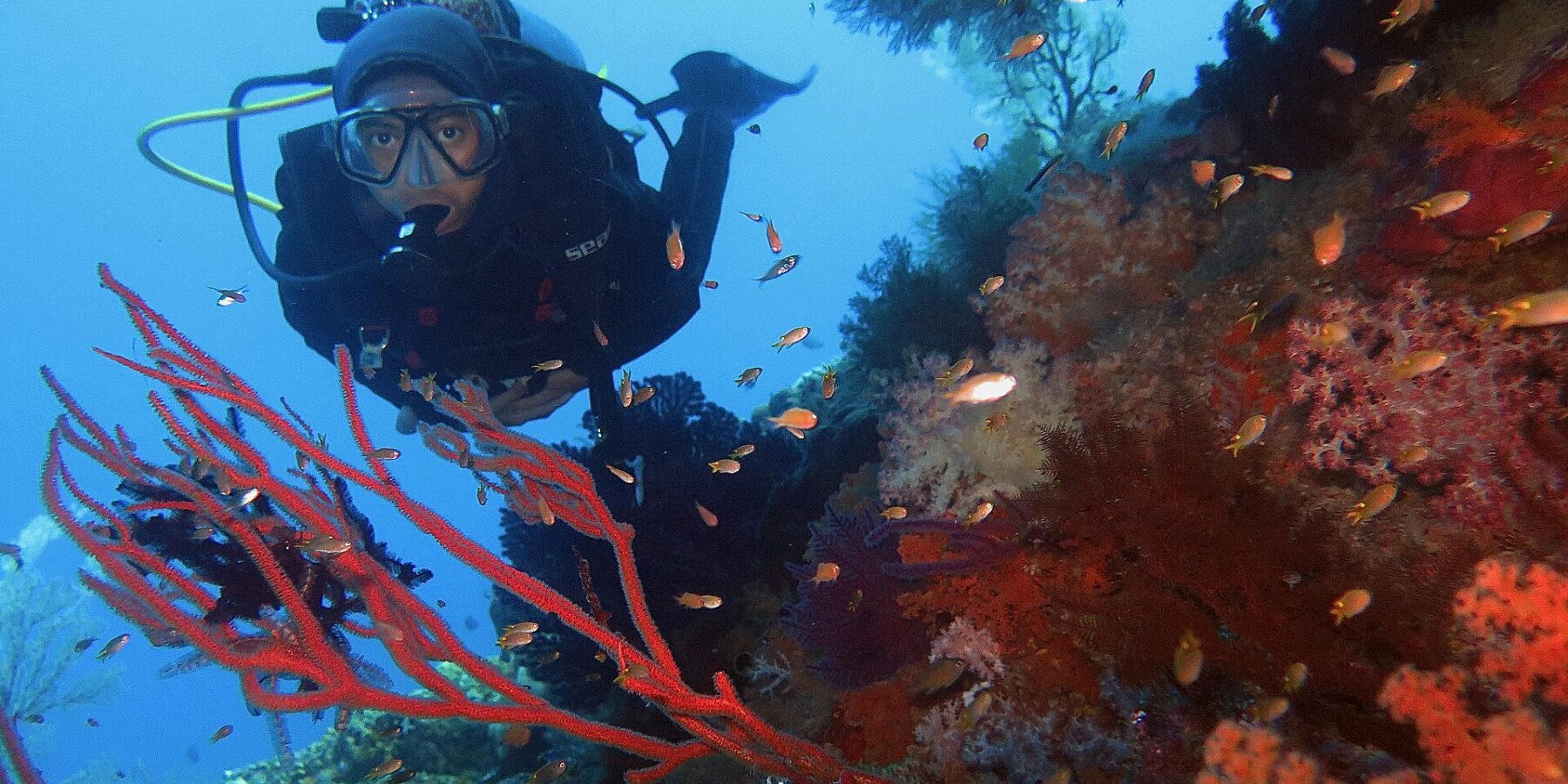 Un buceador con traje negro de frente a la cámara, enmarcado por gorgonias rojas y corales blandos naranjas entre los que nadan pequeños anthias, sobre fondo de agua azul.