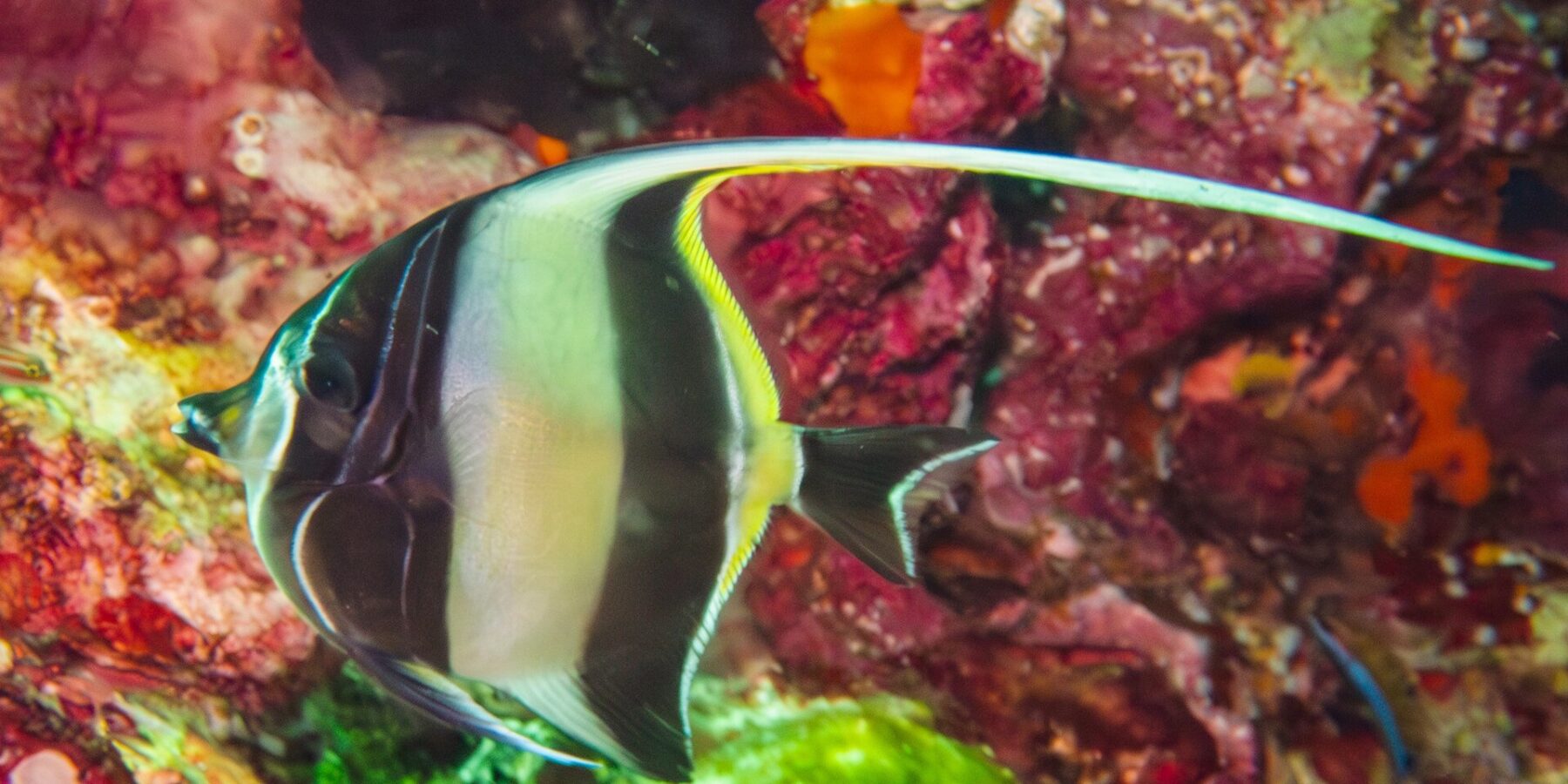 Un ídolo moro con rayas negras y amarillas, con su largo filamento dorsal blanco extendido, frente a una pared cubierta de esponjas y corales blandos rojos en Hin Daeng