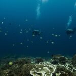 Dos buceadores suspendidos en el azul profundo sobre un jardín de corales en láminas y en mesa, rodeados de peces sargento con rayas amarillas y negras, con sus burbujas subiendo hacia la superficie.