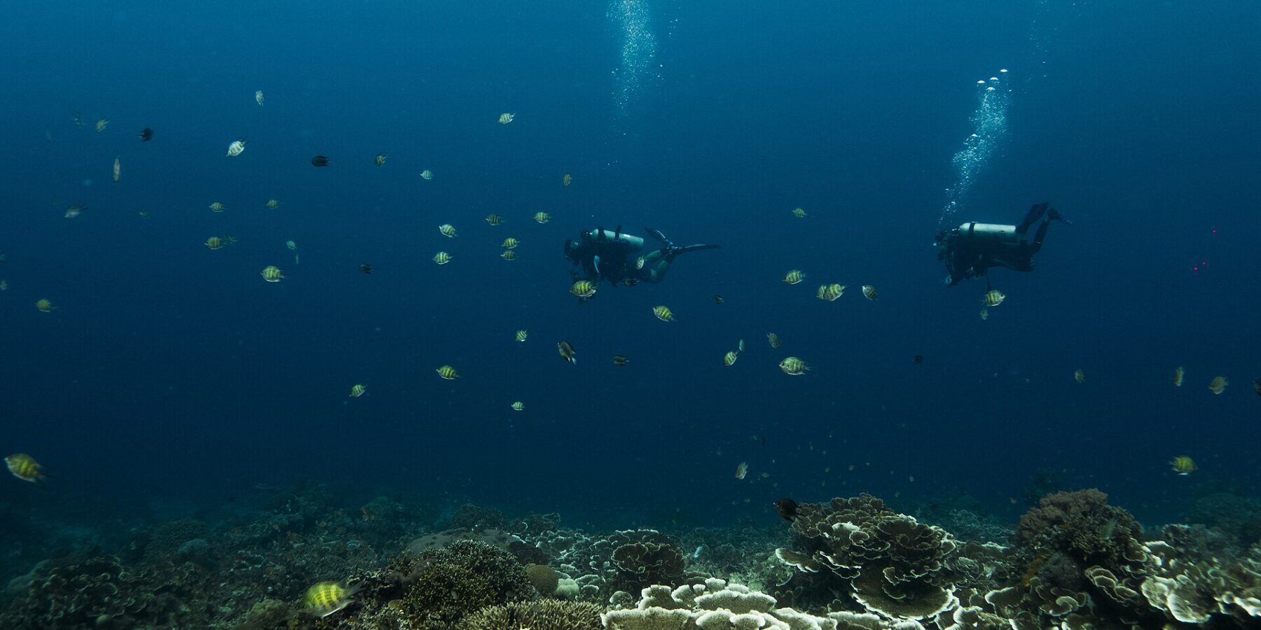 Dos buceadores suspendidos en el azul profundo sobre un jardín de corales en láminas y en mesa, rodeados de peces sargento con rayas amarillas y negras, con sus burbujas subiendo hacia la superficie.