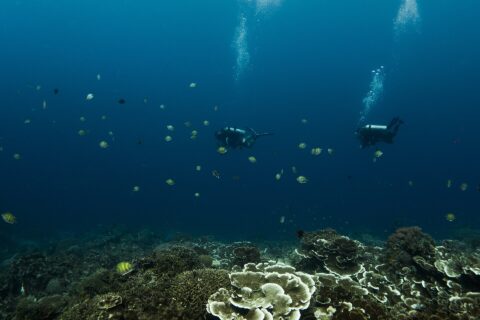 Dos buceadores suspendidos en el azul profundo sobre un jardín de corales en láminas y en mesa, rodeados de peces sargento con rayas amarillas y negras, con sus burbujas subiendo hacia la superficie.